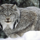 Illustration for article titled Caturday - Lynx canadensis Edition